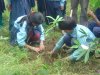 children planting trees